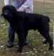 Giant Schnauzer Puppies for sale in Rutland, OH, USA. price: NA