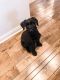 Giant Schnauzer Puppies for sale in Racine, WI 53406, USA. price: NA