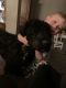 Giant Schnauzer Puppies for sale in Brentwood, TN, USA. price: $700