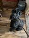 Giant Schnauzer Puppies for sale in Rathdrum, ID 83858, USA. price: $1,000