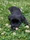 Giant Schnauzer Puppies for sale in Southampton, PA, USA. price: NA
