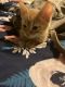 Ginger Tabby Cats for sale in Raleigh, NC, USA. price: $150