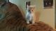 Ginger Tabby Cats for sale in Lexington, KY 40516, USA. price: NA