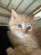 Ginger Tabby Cats for sale in Greencastle, IN 46135, USA. price: NA