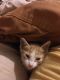 Ginger Tabby Cats for sale in Homestead, FL, USA. price: NA