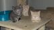 Ginger Tabby Cats for sale in Pittsburgh, PA, USA. price: $200