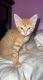 Ginger Tabby Cats for sale in New York, NY, USA. price: $375