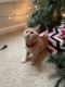 Ginger Tabby Cats for sale in Buford, GA, USA. price: $250
