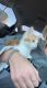 Ginger Tabby Cats for sale in Boise, ID, USA. price: NA