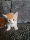 Ginger Tabby Cats for sale in Albuquerque, NM, USA. price: NA