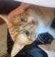 Ginger Tabby Cats for sale in Syracuse, NY, USA. price: $80