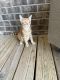 Ginger Tabby Cats for sale in Mt. Juliet, TN, USA. price: NA