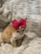 Ginger Tabby Cats for sale in Cypress, TX, USA. price: NA