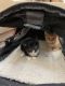 Ginger Tabby Cats for sale in La Mirada, CA, USA. price: NA