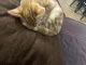 Ginger Tabby Cats for sale in Sacramento, CA, USA. price: $200
