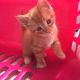Ginger Tabby Cats for sale in New Caney, TX 77357, USA. price: $400