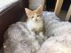Ginger Tabby Cats for sale in New Caney, TX 77357, USA. price: NA