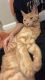 Ginger Tabby Cats for sale in Dayton, OH, USA. price: NA