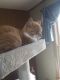 Ginger Tabby Cats for sale in Jasper, IN, USA. price: NA