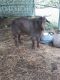 Goat Animals for sale in Booneville, KY 41311, USA. price: NA