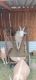 Goat Animals for sale in Los Lunas, NM 87031, USA. price: NA