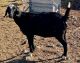 Goat Animals for sale in Houston, TX, USA. price: NA