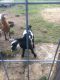 Goat Animals for sale in Bell Arthur, NC 27834, USA. price: NA