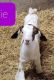 Goat Animals for sale in Exira, IA 50076, USA. price: NA