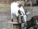 Goat Animals for sale in Palatka, FL 32177, USA. price: NA