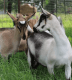 Goat Animals