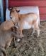 Goat Animals for sale in Glen St Mary, FL 32040, USA. price: NA
