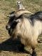 Goat Animals for sale in Martinsville, VA 24112, USA. price: NA