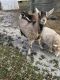 Goat Animals for sale in Bedford, PA 15522, USA. price: NA