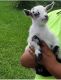 Goat Animals for sale in Plantation Acres, Plantation, FL 33323, USA. price: NA