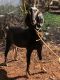 Goat Animals for sale in Villoonni, Kerala 686008, India. price: 60000 INR
