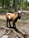 Goat Animals for sale in 18011 Lem Turner Rd, Jacksonville, FL 32218, USA. price: $300