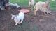 Goat Animals for sale in Sanger, TX 76266, USA. price: $125