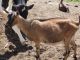 Goat Animals for sale in 9865 Chillicothe Rd, Kirtland, OH 44094, USA. price: $300