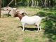 Goat Animals for sale in 9865 Chillicothe Rd, Kirtland, OH 44094, USA. price: $1,000
