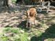 Goat Animals for sale in 9865 Chillicothe Rd, Kirtland, OH 44094, USA. price: $300