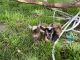Goat Animals for sale in Walla Walla, WA 99362, USA. price: NA