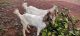 Goat Animals for sale in Athirampuzha, Kerala, India. price: 12000 INR