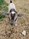 Goat Animals for sale in 5705 Airport Rd, Nampa, ID 83687, USA. price: NA