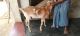 Goat Animals for sale in Chaura, Uttar Pradesh 209801, India. price: NA