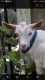 Goat Animals for sale in Carrollton, GA, USA. price: $300
