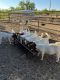 Goat Animals for sale in San Angelo, TX, USA. price: NA