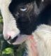 Goat Animals for sale in Pearisburg, VA 24134, USA. price: NA