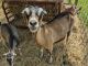 Goat Animals for sale in Lebanon, CT 06249, USA. price: NA