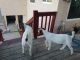 Goat Animals for sale in Whittier, CA 90603, USA. price: $200