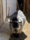 Goat Animals for sale in Jurupa Valley, CA, USA. price: NA